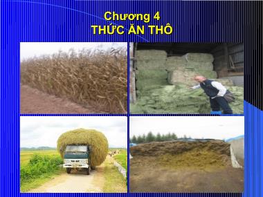 Bài giảng Thức ăn chăn nuôi - Chương 4: Thức ăn thô